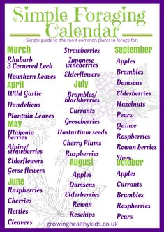 the simple foraging calendar is shown in purple and green