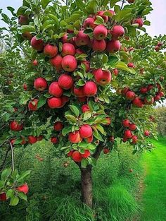 an apple tree filled with lots of red apples on top of green leaves and grass