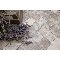 lavenders on the ground in front of a building