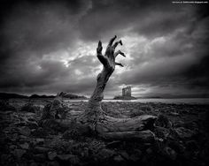 a black and white photo of a tree in the middle of a field with rocks