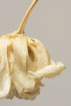 a flower that is blooming on a gray background