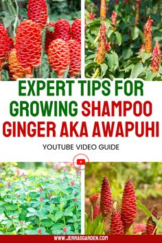 some red flowers and green plants with the words expert tips for growing shampoo ginger akawa