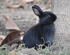 a black rabbit sitting next to a tree