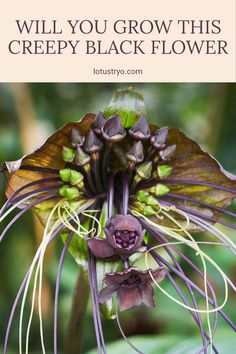 An enchanting pin showcasing a creepy black flower perfect for unique gardening enthusiasts, highlighting its striking appearance and garden care tips, uses 1 image.