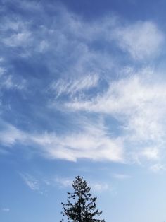 a lone tree stands in the middle of a grassy field under a blue sky with white clouds