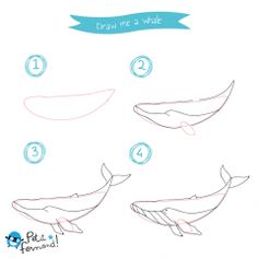 how to draw a whale for kids step by step drawing instructions and video lesson with pictures