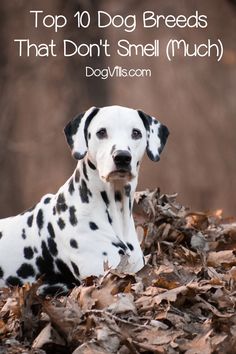 a dalmatian dog laying on top of leaves