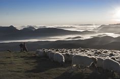 a herd of sheep standing on top of a lush green hillside