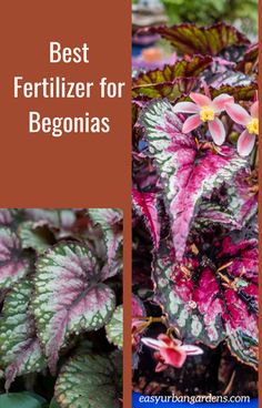 the best fertilizer for begoniias