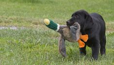 a black dog carrying a stuffed animal in its mouth