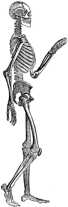 a skeleton is walking with his arm extended and one hand on the ground, vintage line drawing or engraving illustration