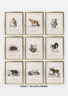 six framed pictures with animals on them in different frames, each displaying an animal's habitat