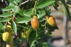 some green and yellow fruits hanging from a tree