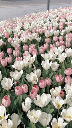 a field of pink and white tulips in the middle of a parking lot