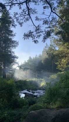 a stream running through a forest filled with lots of green plants and trees on a sunny day