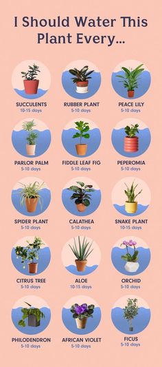 a poster showing different types of plants in pots with the words i should water this plant every