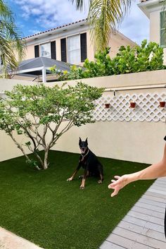 a dog is sitting on the grass in front of a tree and fenced area