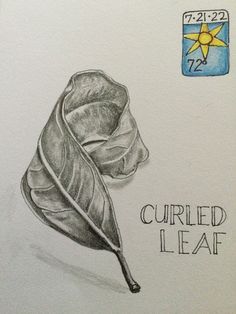 a drawing of a leaf with the words currie leaf on it