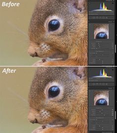 an image of a squirrel's face with the same color as it appears to be