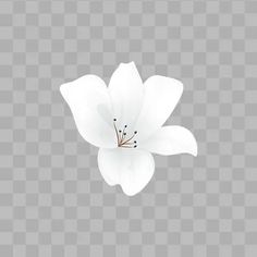 a white flower on a gray background with no image in the bottom right hand corner