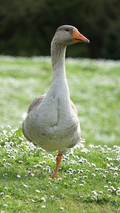 a duck standing on top of a lush green field