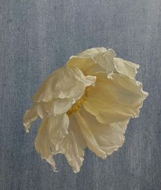 a large white flower with yellow stamens on a blue and gray background,