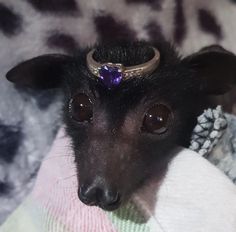 a close up of a small dog with a ring on its head and wearing a sweater