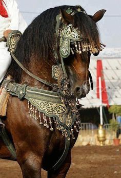 a close up of a horse wearing a fancy head dress and bridle on it's back