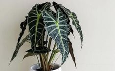 Vodič za zalijevanje alokazije (bitni savjeti) Alocasia Plant, Elephant Ear Plant, Inside Plants, Indoor Plant Care, Plant Guide, African Mask, Elephant Ears