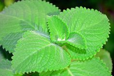 green leaves are growing on the plant outside