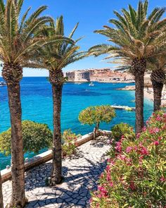 palm trees line the path to an ocean view with boats in the water behind them