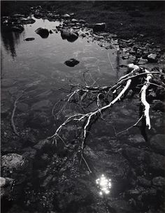 a tree branch laying on top of a body of water with rocks in the background