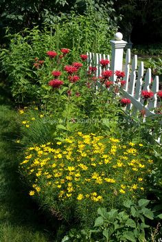 a white picket fence surrounded by flowers and greenery in the foreground is a garden filled with red and yellow daisies