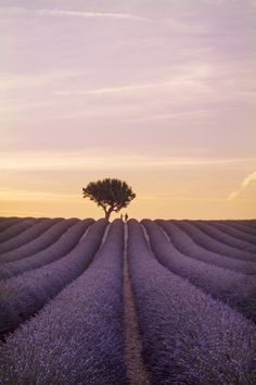 a lone tree in the middle of a lavender field