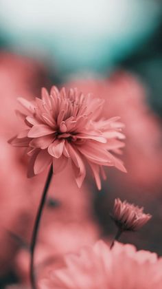 a pink flower in front of a blurry background