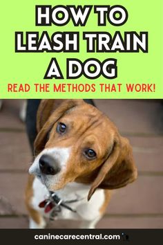 Leash Training a Dog Secrets: Stop Your Dog's Pulling Instantly How To Leash Train A Dog, Dog Leash Pulling, Dog Quizzes, Leash Training Puppy, Training A Dog, Train Dog, Puppy Leash, True Heart