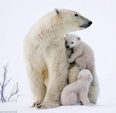 an adult polar bear with two cubs sitting on the back of it's mother