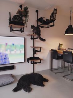 a black dog laying on the floor in front of a flat screen tv and cat tree