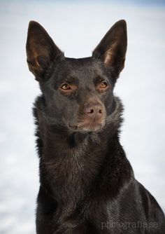 a black dog sitting in the snow looking at the camera with an intense look on his face