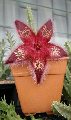 a close up of a flower in a pot