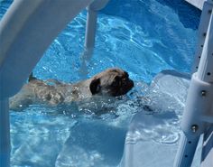 a dog swimming in a pool with blue water