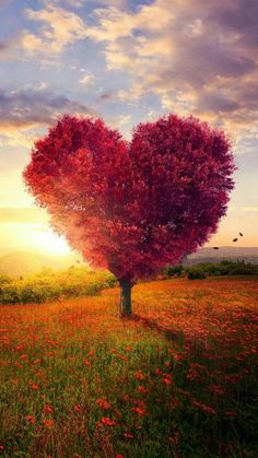 a heart shaped tree in the middle of a field