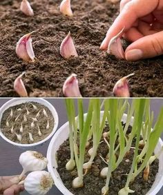 Barbara O’neill Health Tricks | How to grow garlic indoors and care for it | Facebook Grow Garlic Indoors, Organic Mulch, Garlic Bulb, Easy Plants, Green Nature, Kitchen Garden, Light Recipes