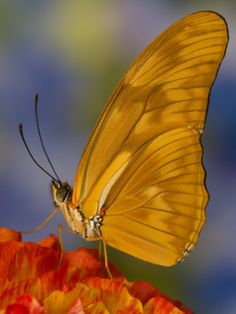 a yellow butterfly sitting on top of a flower