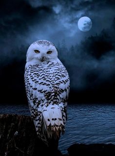 an owl sitting on top of a tree stump in front of a moon filled sky