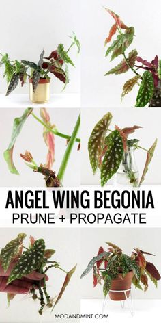 a collage of different types of plants with text overlay that reads angel wing begonia prune propagate