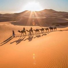 a group of people riding on the backs of camels in the desert at sunset