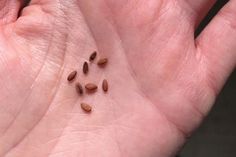 small seeds on the palm of someone's hand