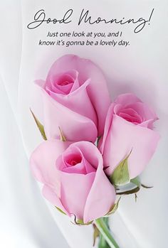 three pink roses sitting on top of a white sheet with the caption good morning just to look at you, and i know it'll be a lovely day