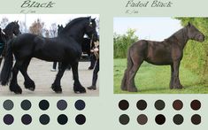 an image of two black horses with different color choices on the front and back sides